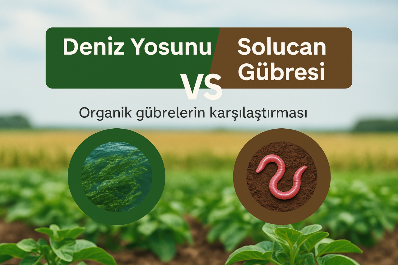 Deniz Yosunu Gübrelerinin Faydaları ve Solucan Gübresi ile Karşılaştırması