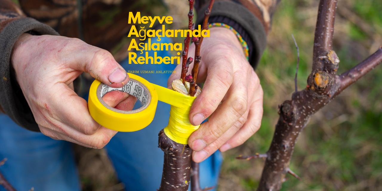 Meyve Ağaçlarında Aşılama Rehberi