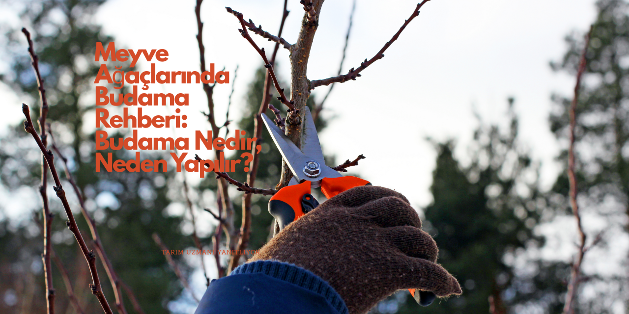 Meyve Ağaçlarında Budama Rehberi: Budama Nedir, Neden Yapılır?