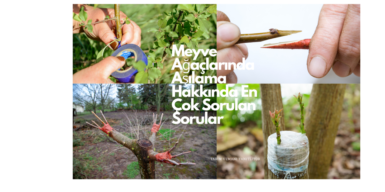 Meyve Ağaçlarında Aşılama Hakkında En Çok Sorulan Sorular