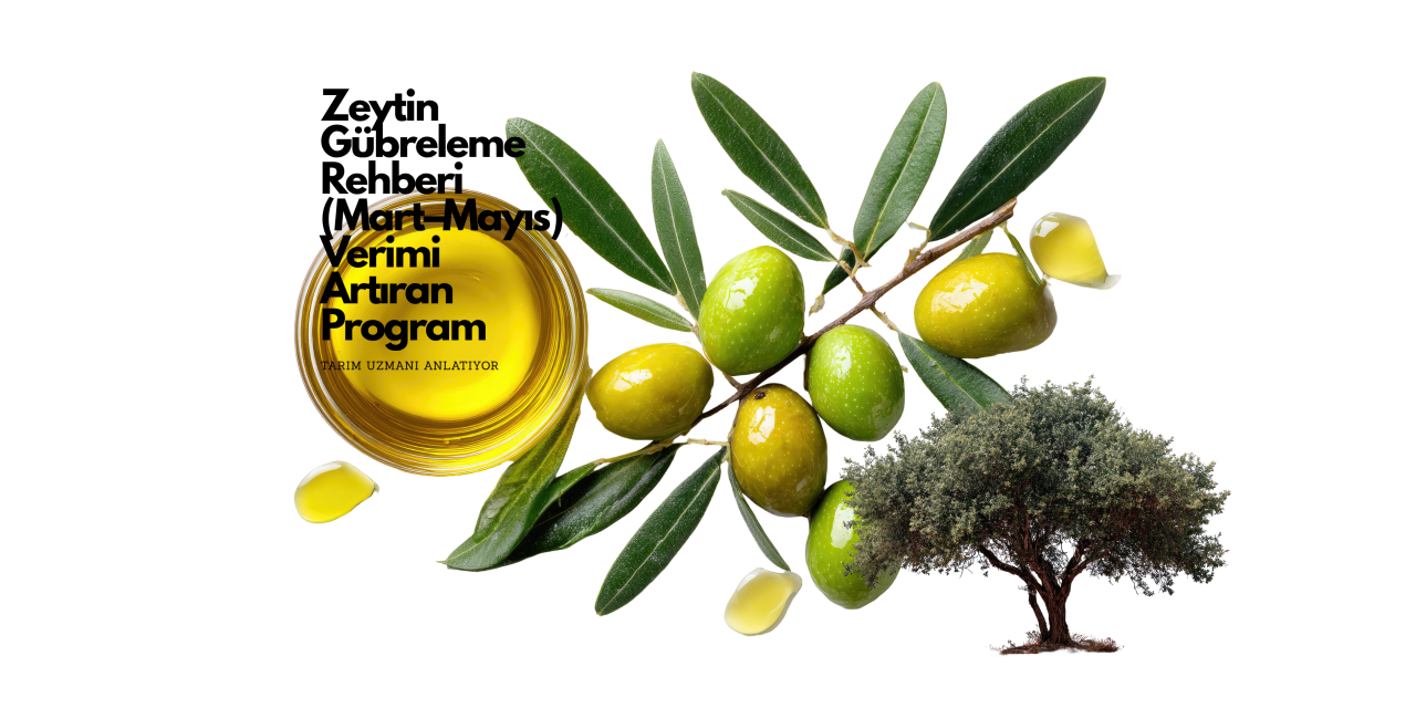 Zeytin Gübreleme Rehberi (Mart–Mayıs) Verimi Artıran Program 