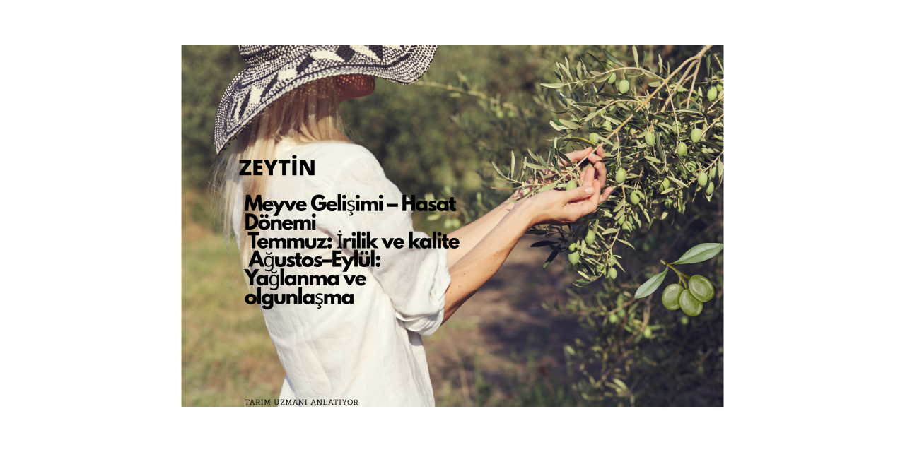 Zeytin Gübreleme Rehberi (Temmuz–Hasat Sonrası)