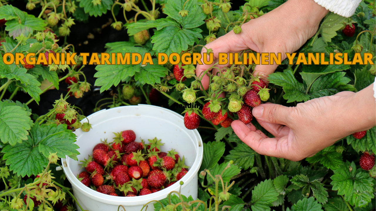Organik Tarımda Doğru Bilinen Yanlışlar