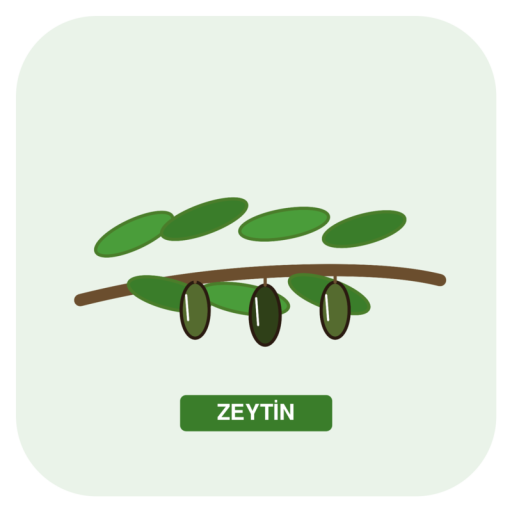 Zeytin