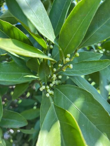 Mandalina