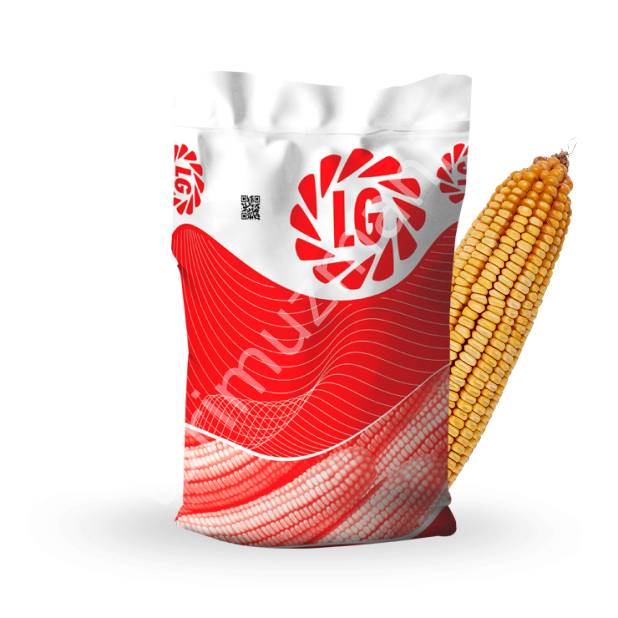 LG 30.709 Silajlık Hibrit Mısır Tohumu (FAO 700+) – Yüksek Silaj Verimi